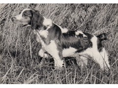 Ban-Dee
1973 CH